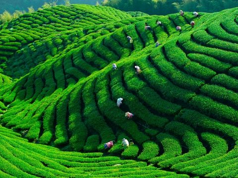 Discover the Essence of Darsam Chai