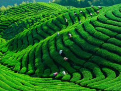 Discover the Essence of Darsam Chai