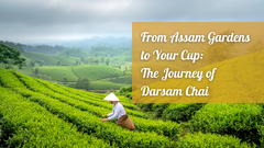 From Assam Gardens to Your Cup: The Journey of Darsam Chai